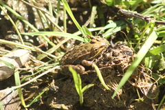 Lithobates spectabilis