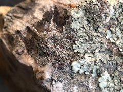 Lecanora cenisia
