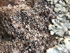 Lecanora cenisia
