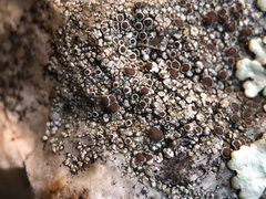 Lecanora cenisia