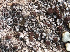 Lecanora cenisia