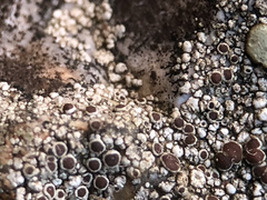 Lecanora cenisia