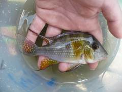 Acarichthys heckelii
