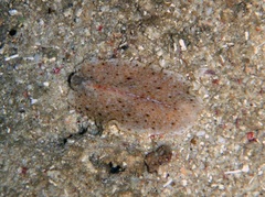 Phrikoceros