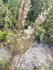 Andropogon floridanus image