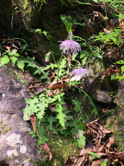 Cirsium tashiroi