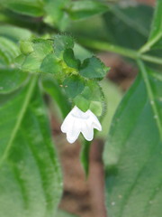 Ertela trifolia