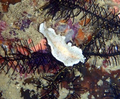Phrikoceros