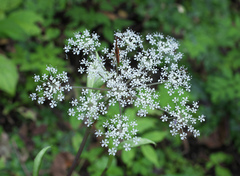 Angelica polymorpha