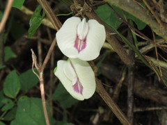 Centrosema sagittatum