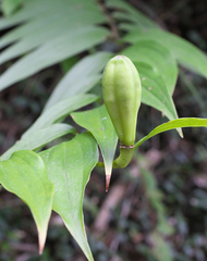 Lilium auratum