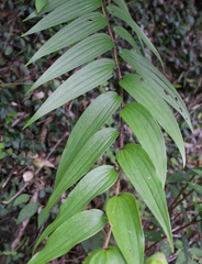 Lilium auratum