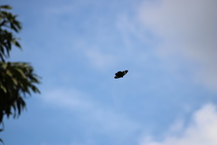 Pereute charops charops