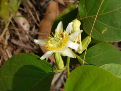 Passiflora mansoi