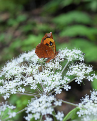 Pterodecta felderi