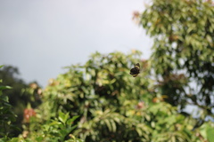 Pereute charops charops