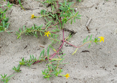 Pectis multiflosculosa