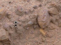 Traumatomutilla bifurca