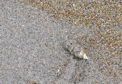 Olivella semistriata