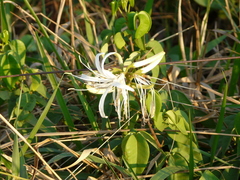 Spiranthera odoratissima