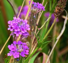 Glandularia sessilis