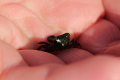 Pachygrapsus crassipes