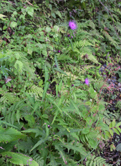 Cirsium suzukaense