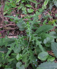 Cirsium suzukaense