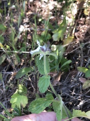 Stachys rigida quercetorum