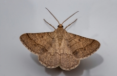 Isturgia murinaria