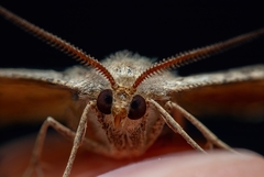 Isturgia murinaria