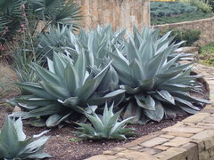 Agave ovatifolia
