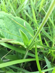 Silene burchellii