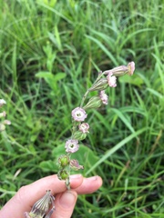Silene burchellii