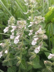Stachys natalensis