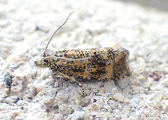 Olethreutes ferrolineana