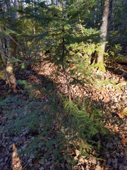 Abies balsamea image