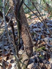 Abies balsamea image