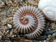 Ommatoiulus diplurus