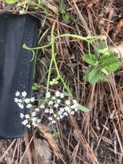 Limnosciadium pumilum