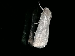 Athetiina