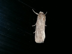Athetiina