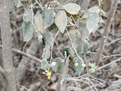 Capparicordis crotonoides