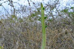Praecereus euchlorus diffusus