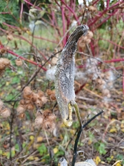 Asclepias syriaca