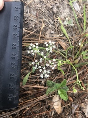 Limnosciadium pumilum