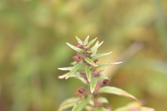 Lysimachia punctata
