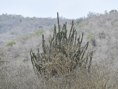 Armatocereus cartwrightianus