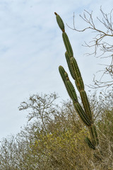 Armatocereus cartwrightianus
