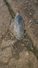 Lethocerus collosicus